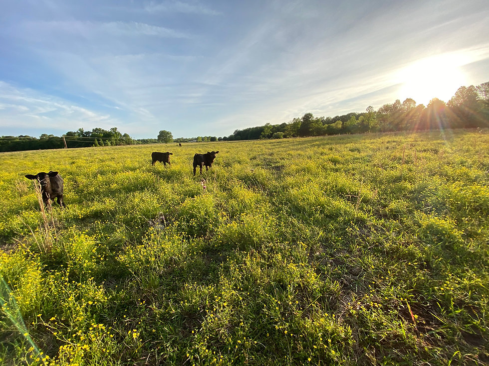 Farm Website 1.jpeg