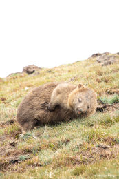 Mommy wombat