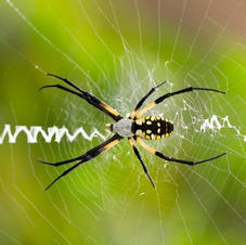September: Writing Spider