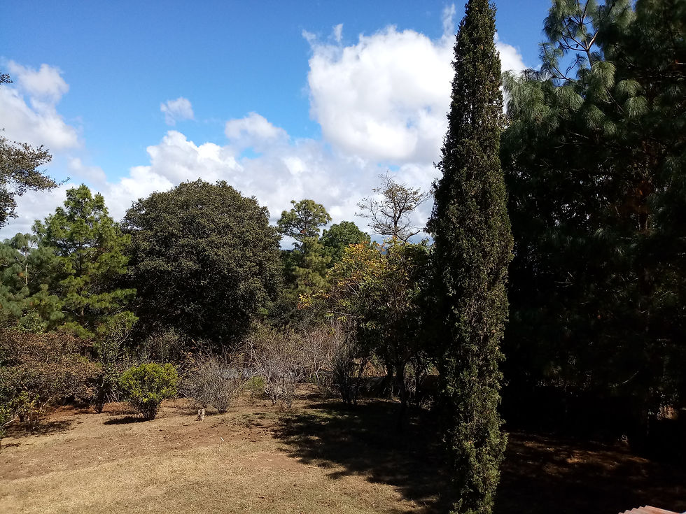 Area Verde