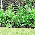 Hedge installation ProperScapes Landscape