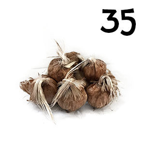 35 bulbi crocus sativus misura 7-8