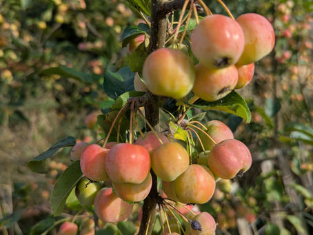 ein Zierapfel in Herbstfärbung an einem Staketenzaun