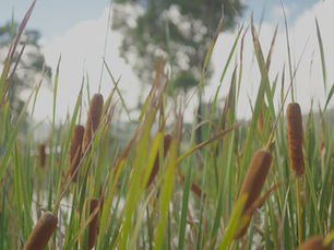 Calming reeds next to the dam at kangaroo valley bush retreat horizon wellness retreat