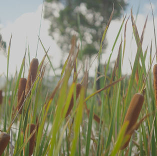 Calming reeds next to the dam at kangaroo valley bush retreat horizon wellness retreat