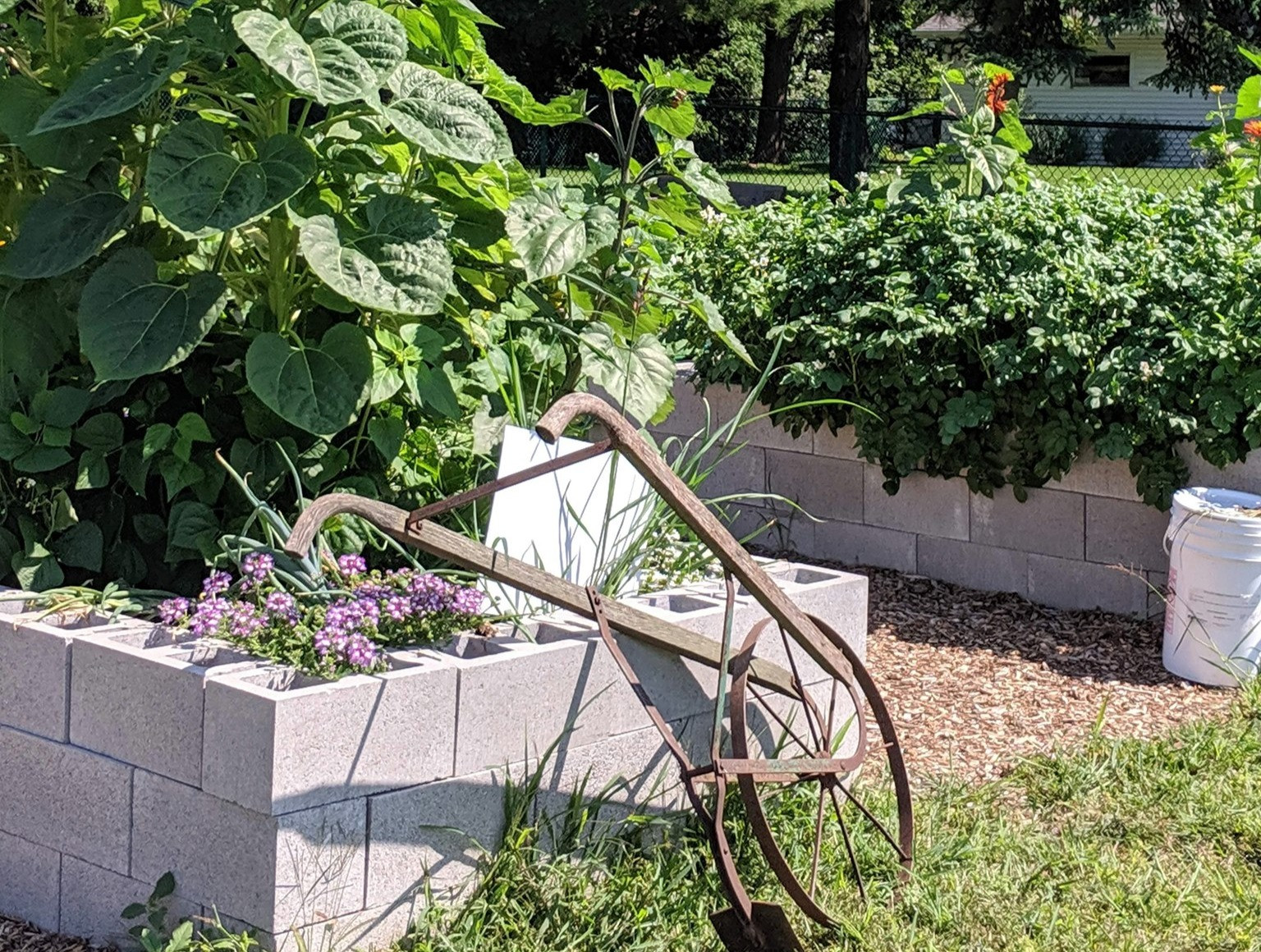 Volunteering at Canadian Community Gardens - Featured Image