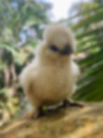 Thumbnail: Dun-Chocolate and Khaki Silkie Hatching Eggs