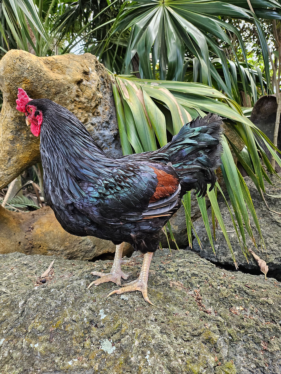 Thumbnail: Purebred Dark Cornish Hatching Eggs