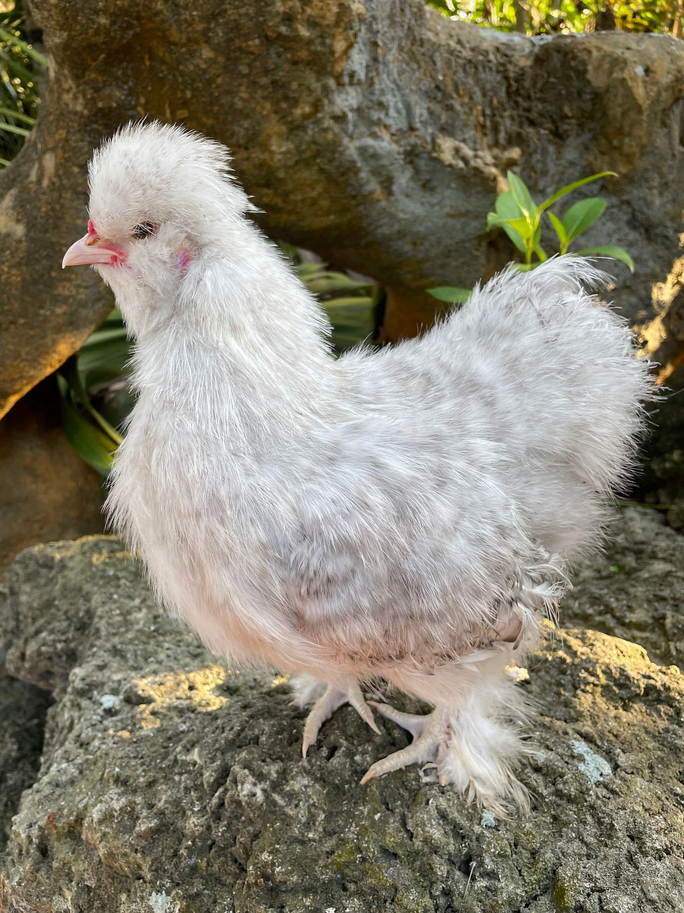 Thumbnail: Cuckoo Silkie Hatching Eggs - Possible Chocolate and Khaki!