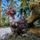Thumbnail: Showgirl Silkie Hatching Egg Assortment