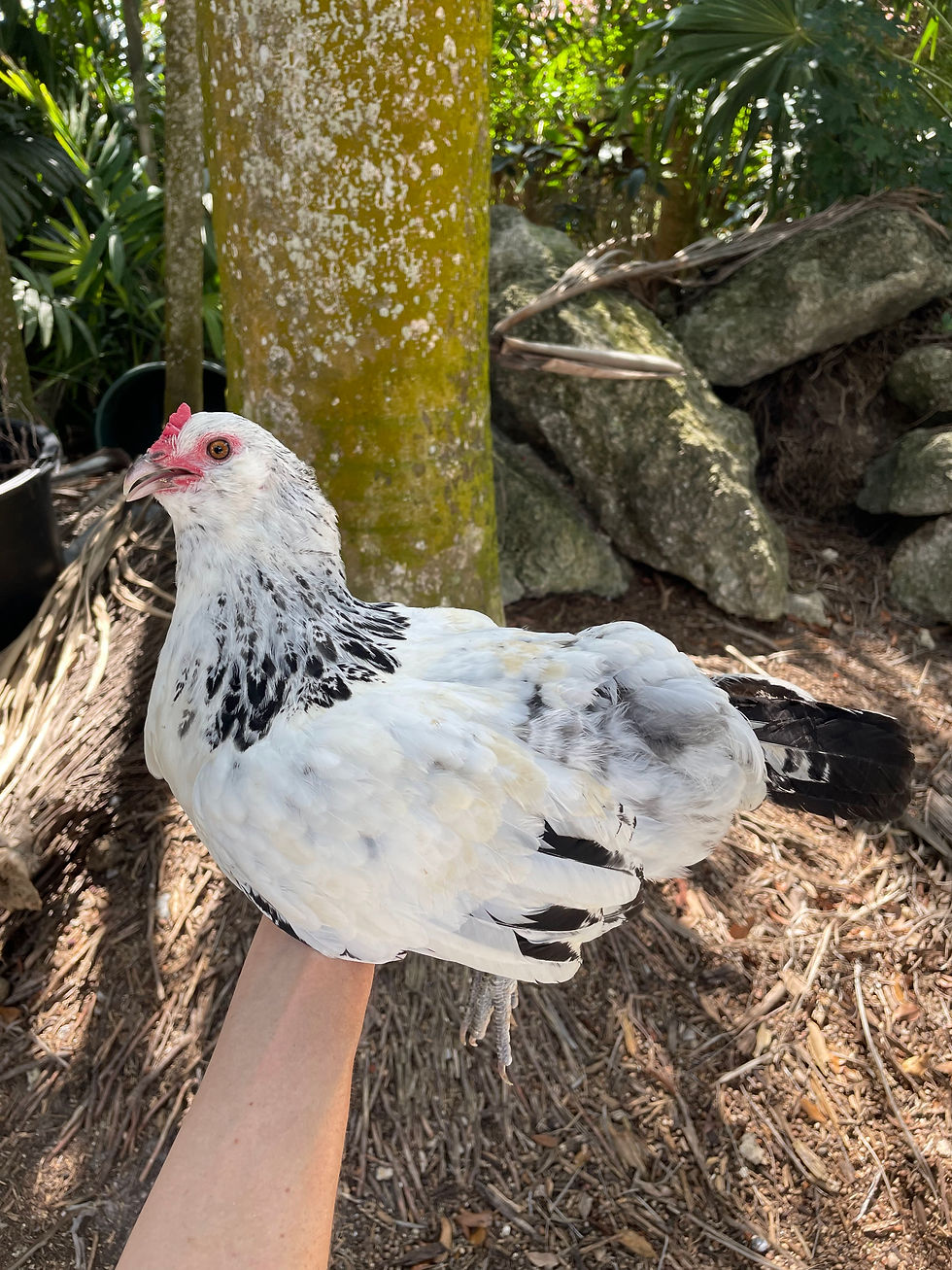 Thumbnail: Silver and Gold Columbian Ameraucana Hatching Eggs