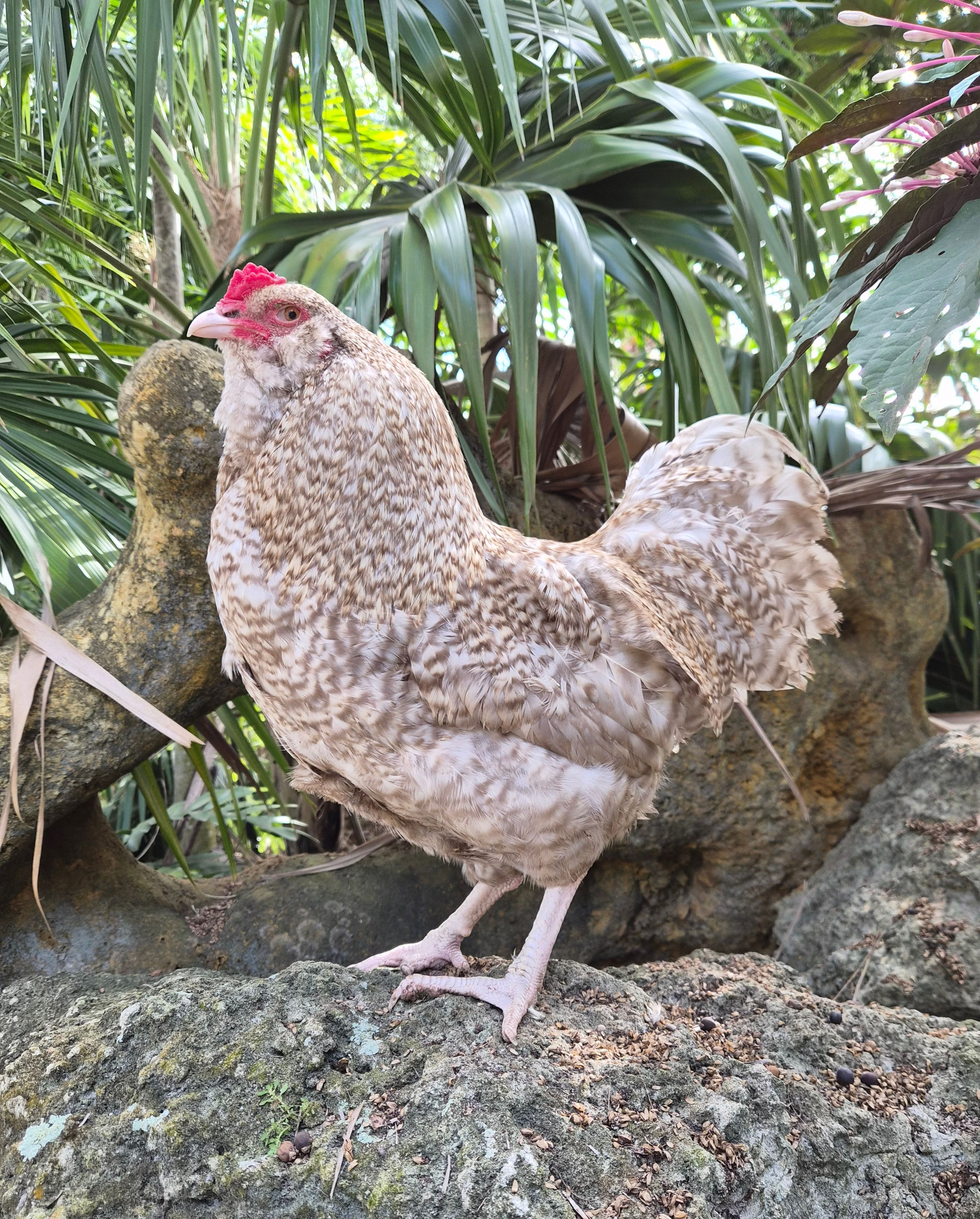 Chocolate Cuckoo and Mauve Ameraucana Hatching Eggs: Auto-Sexing!