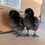 Thumbnail: Blue Egger Ayam Cemani Hybrid Hatching Eggs