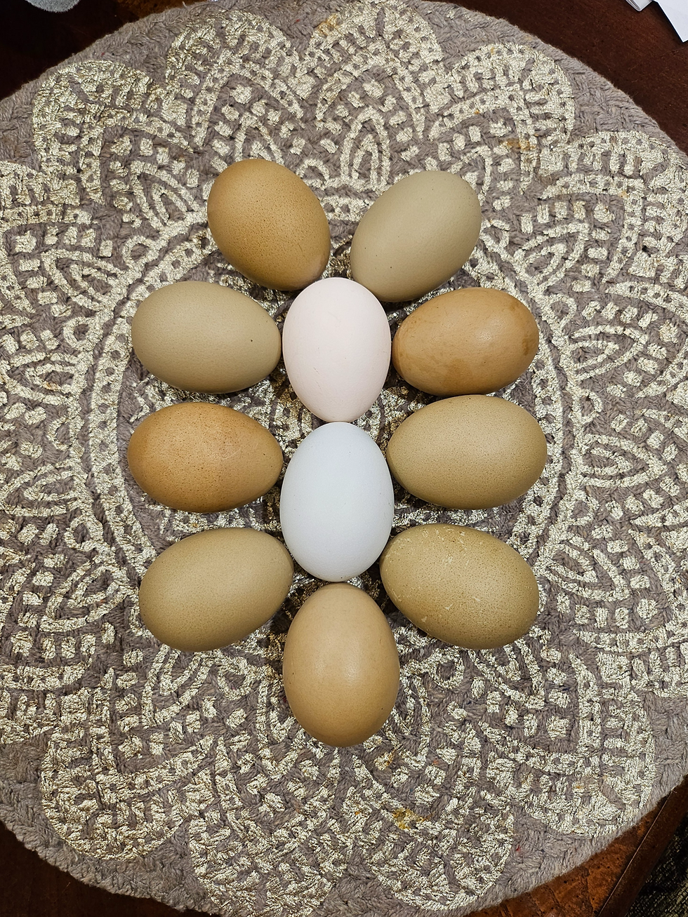 Thumbnail: Fibro Olive Egger Hatching Eggs