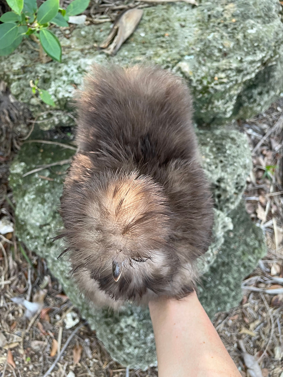 Thumbnail: Dun-Chocolate and Khaki Silkie Hatching Eggs