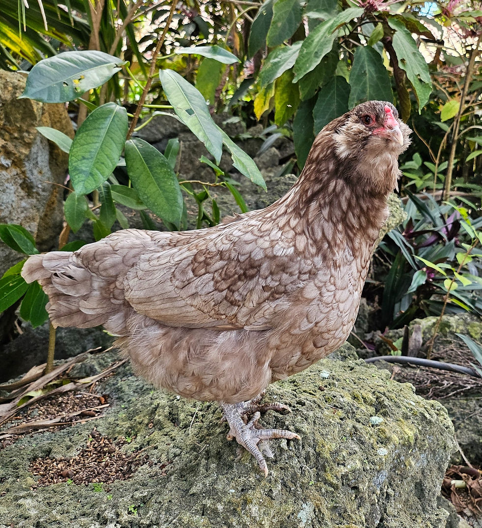 Thumbnail: Mauve and Chocolate Ameraucana Hatching Eggs