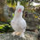 Thumbnail: Chocolate Cuckoo Silkie Hatching Eggs