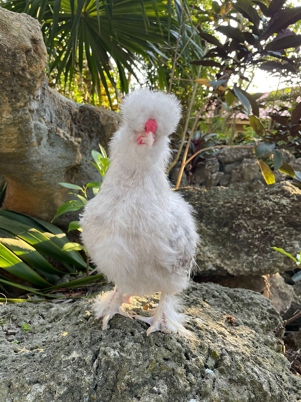 Thumbnail: Cuckoo Silkie Hatching Eggs - Possible Chocolate and Khaki!