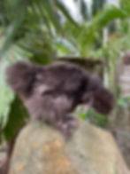 Thumbnail: Dun-Chocolate and Khaki Silkie Hatching Eggs