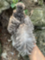 Thumbnail: Dun-Chocolate and Khaki Silkie Hatching Eggs