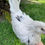 Thumbnail: Chocolate Paint Ameraucana Hatching Eggs