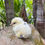 Thumbnail: Chocolate Paint Ameraucana Hatching Eggs
