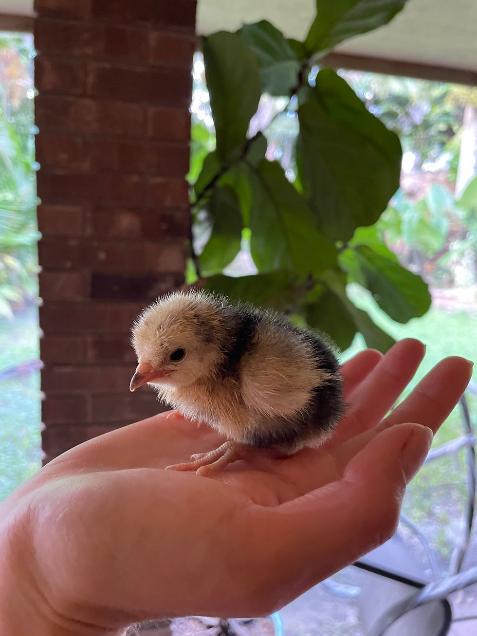 Thumbnail: Silver Lakenvelder Hatching Eggs