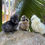 Thumbnail: Rare Silkie Hatching Egg Assortment