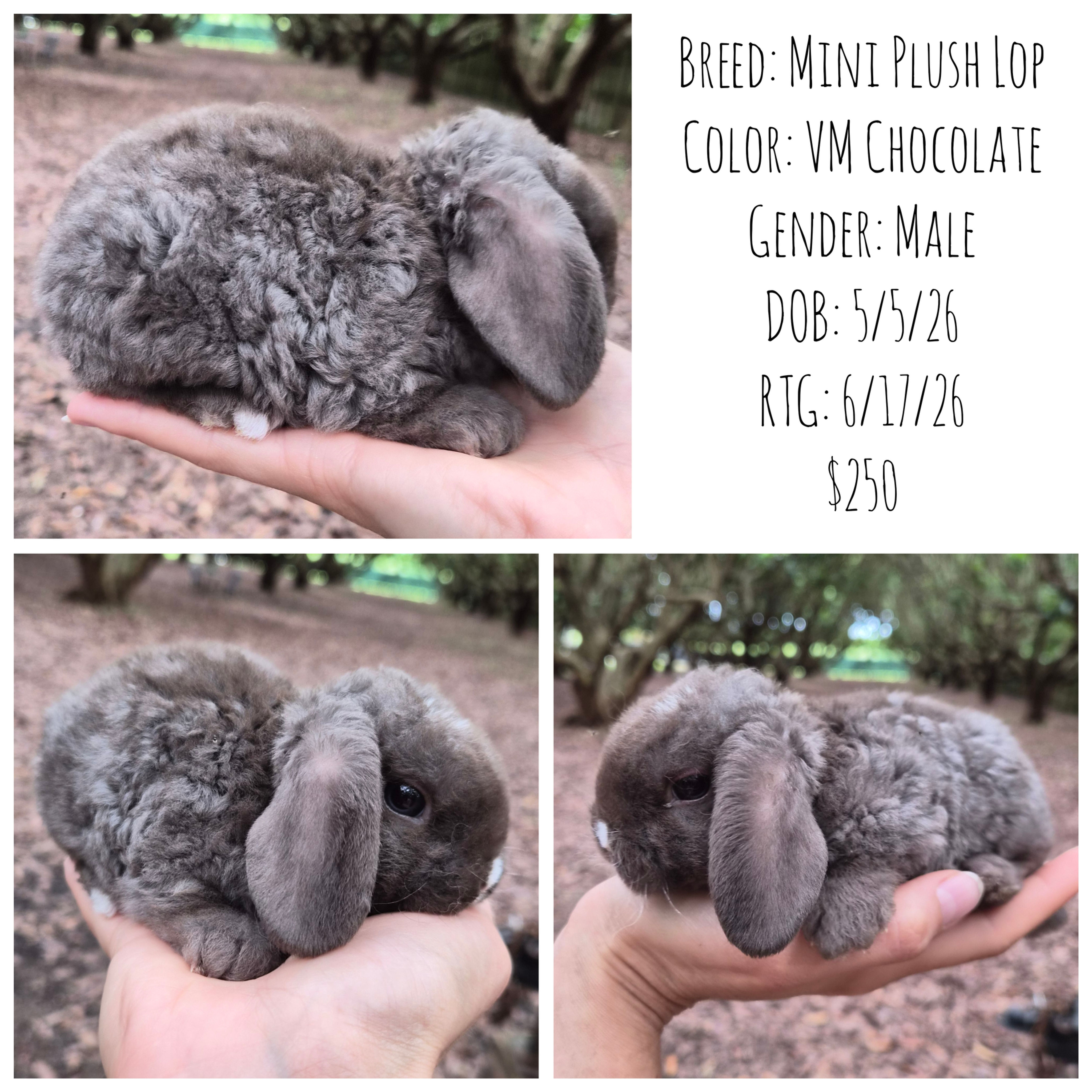 VM Chocolate Mini Plush Lop - Baby Buck
