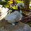 Thumbnail: Rare Silkie Hatching Egg Assortment