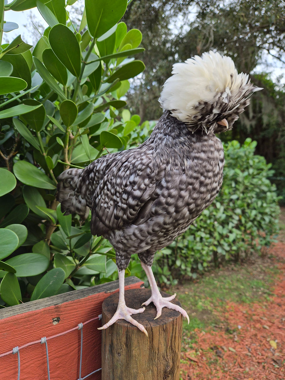 Thumbnail: Chocolate and Khaki Cuckoo Polish Hatching Eggs