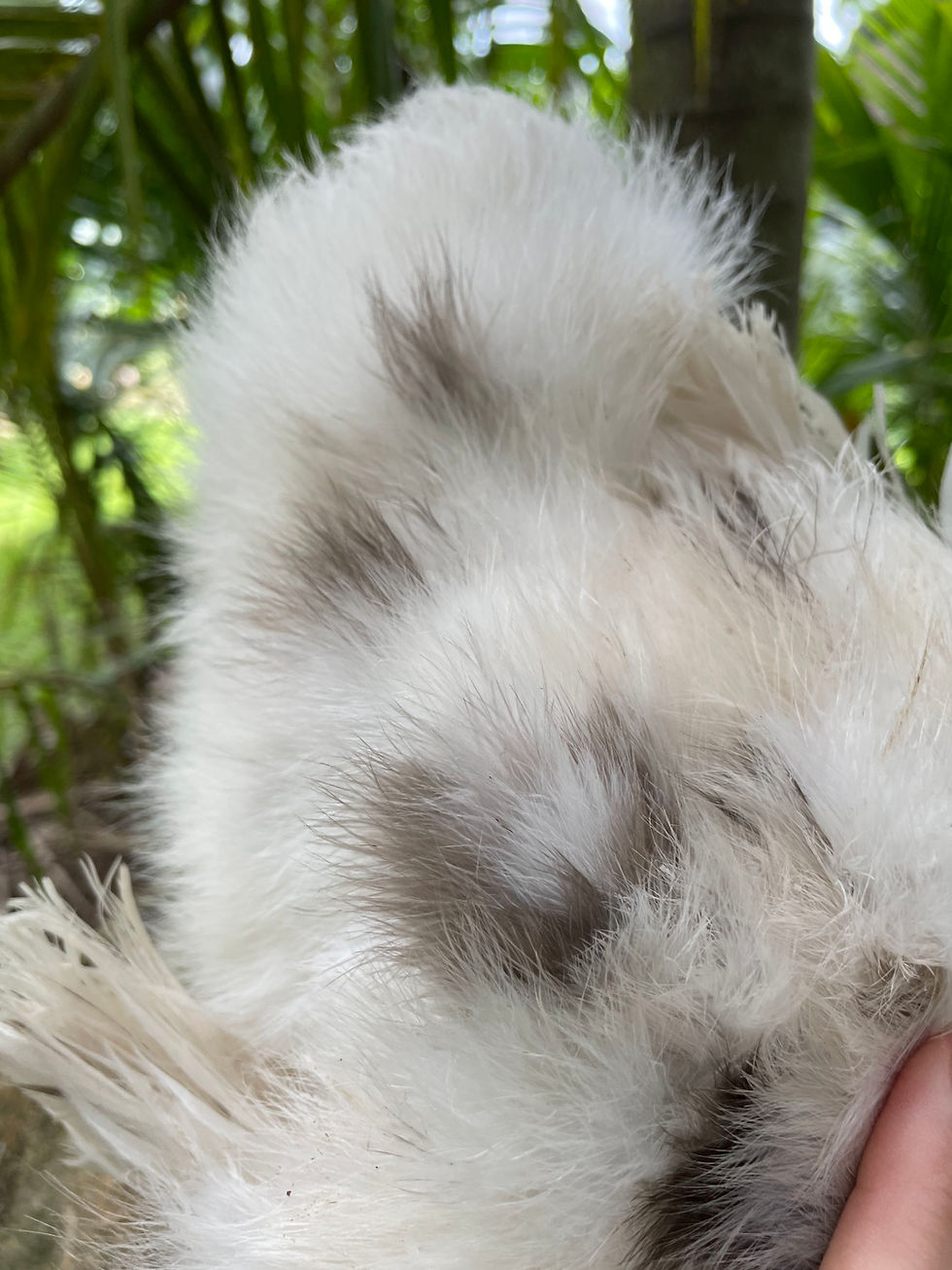 Thumbnail: Dun-Chocolate and Khaki Silkie Hatching Eggs