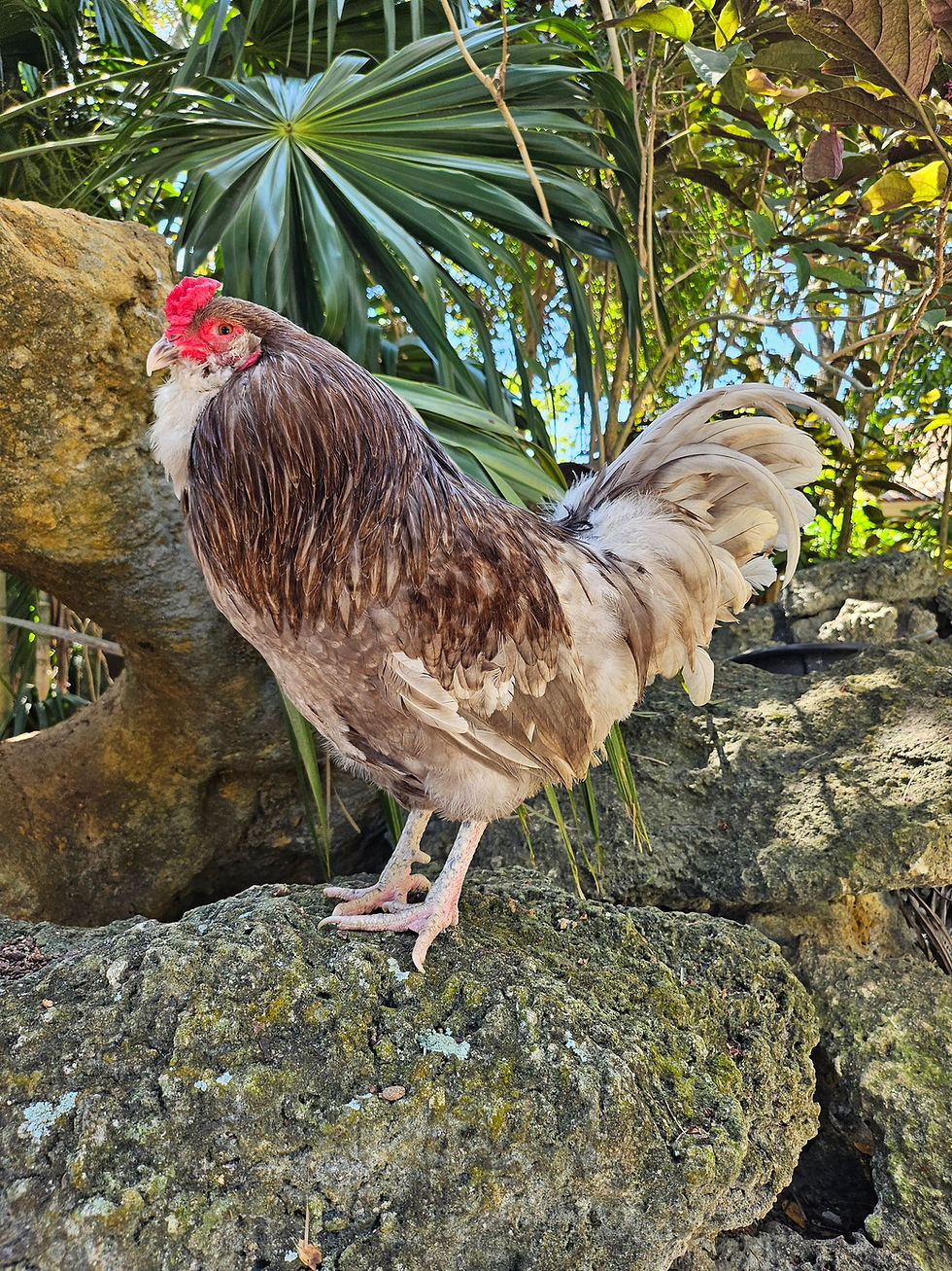 Thumbnail: Mauve and Chocolate Ameraucana Hatching Eggs