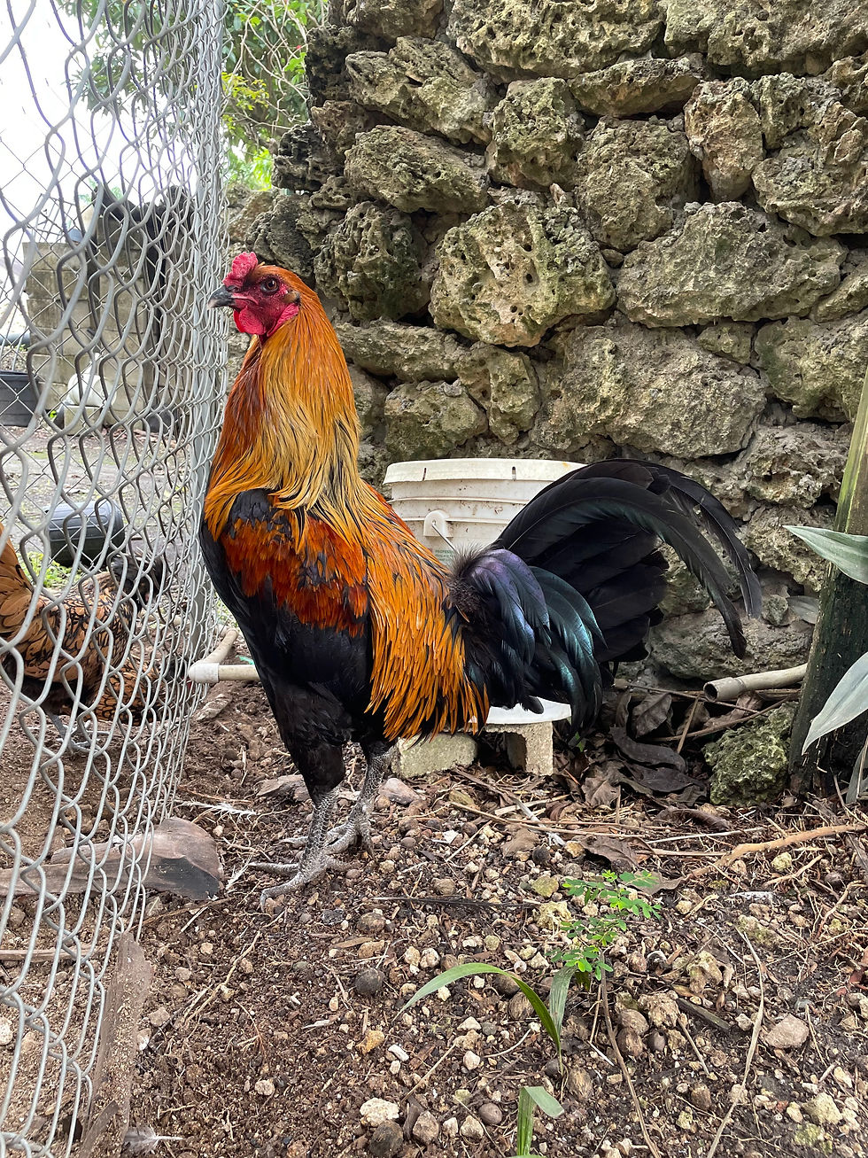 Thumbnail: Liege Fighter Hatching Eggs - Red Pyle, Blue and Black