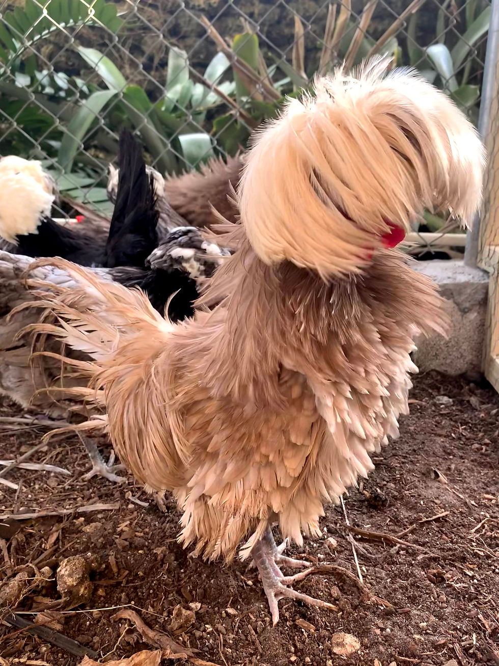Frizzled Chocolate and Khaki Polish Hatching Eggs