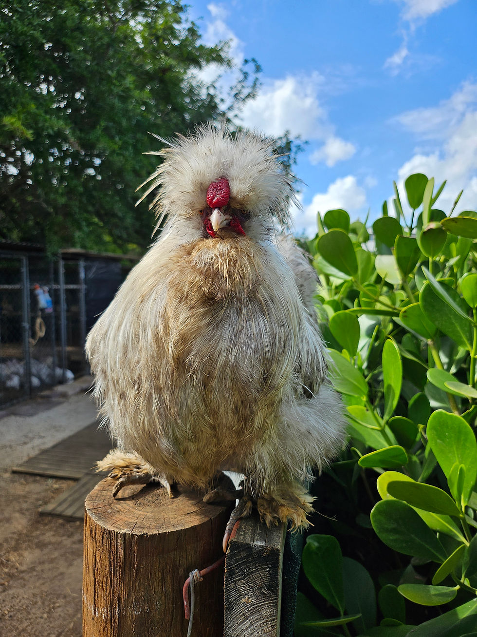 Thumbnail: Cuckoo Silkie Hatching Eggs - Possible Chocolate and Khaki!