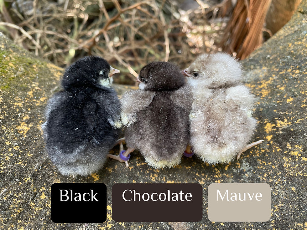 Thumbnail: Mauve and Chocolate Ameraucana Hatching Eggs