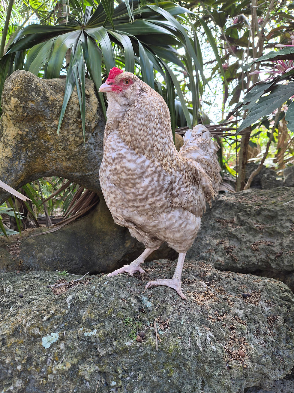 Thumbnail: Chocolate Cuckoo and Mauve Ameraucana Hatching Eggs: Auto-Sexing!