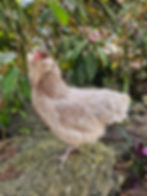 Thumbnail: Mauve and Chocolate Ameraucana Hatching Eggs