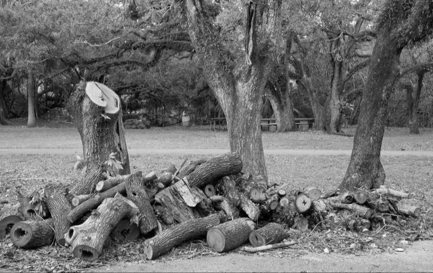 featured-image-tree-removal.jpeg-modified.jpg