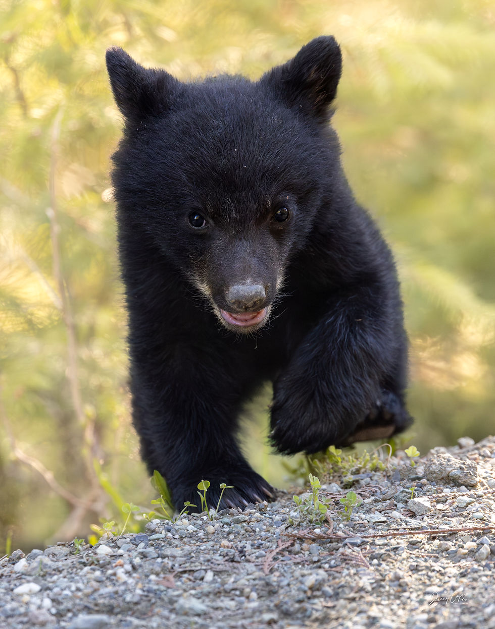 A small black bear cub stomping its feet as it walks towards the photographer.