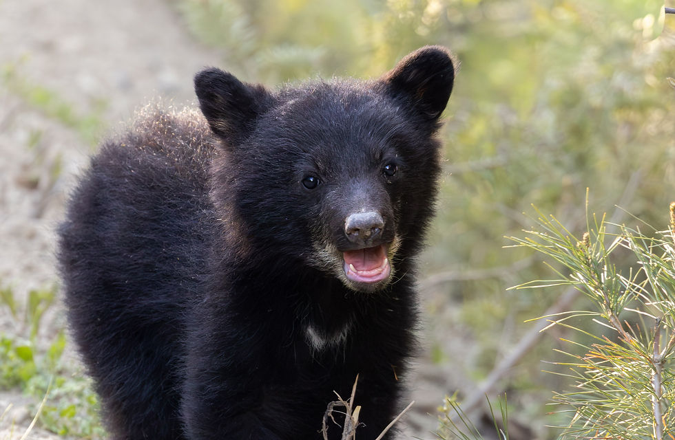 bear cub