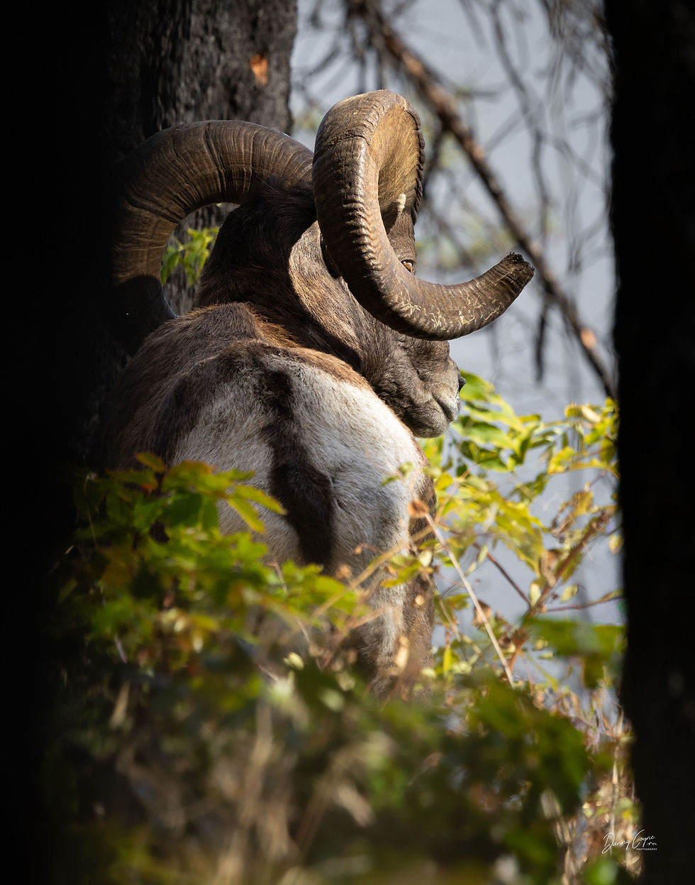 Ram bushwacking through the thick forage