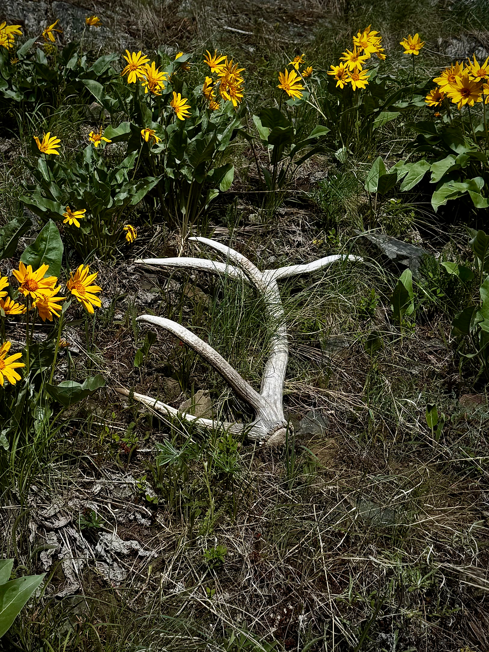 Elk Shed in flowers