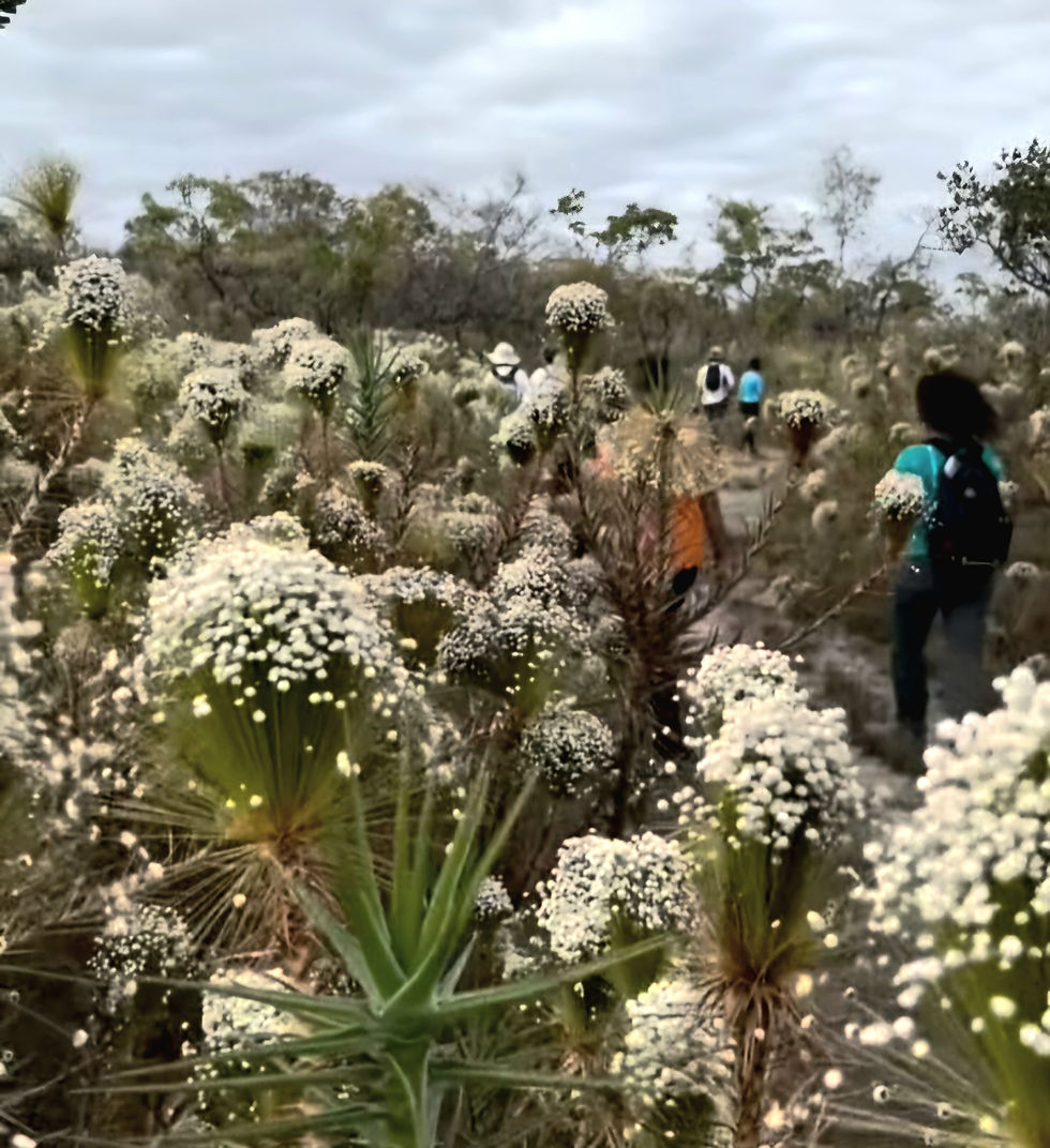 Campo de sempre vivas Serra do Cabral