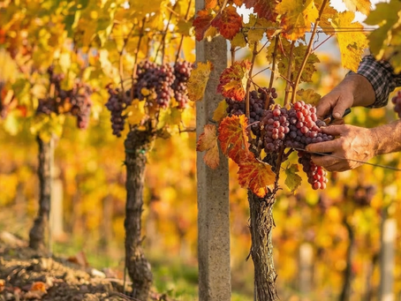 Nahaufnahme einer Person, die bei herbstlichem Sonnenschein reife Rotweintrauben im Weinberg erntet.