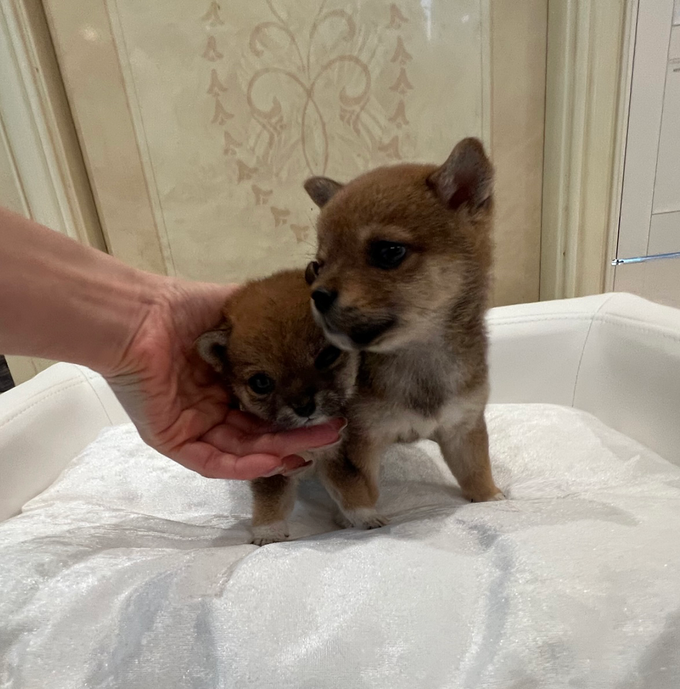 Miniatura: IROHA Mame  Shiba