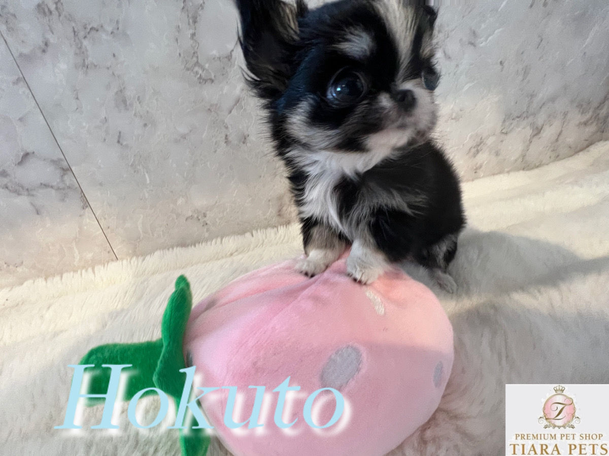 Hokuto Micro 〜 Teacup Chihuahua
