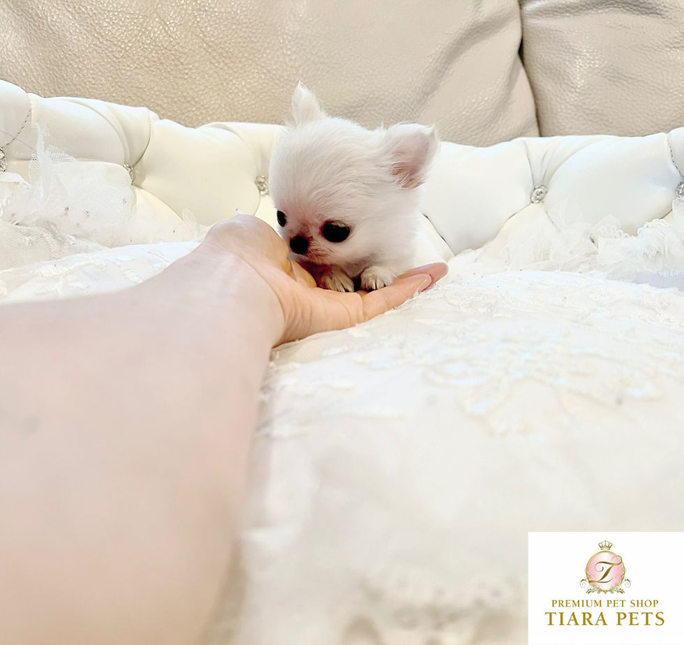 Miniaturbild: LITTLE BAMBI Micro Teacup Chihuahua