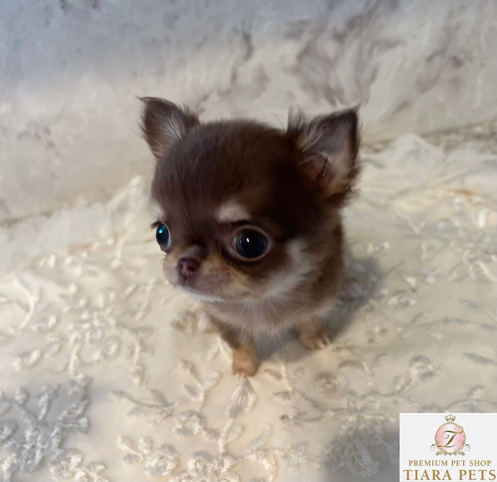 Miniature : TSUGUMI Micro Teacup Chihuahua